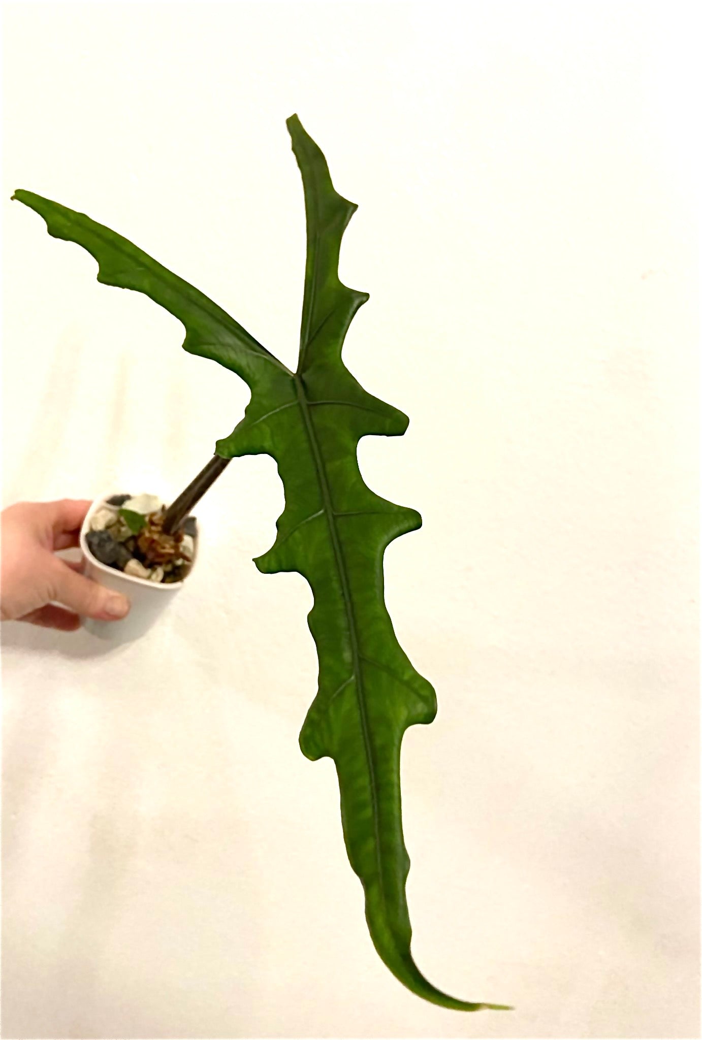 Rhizome d'Alocasia Sabrina Narrow