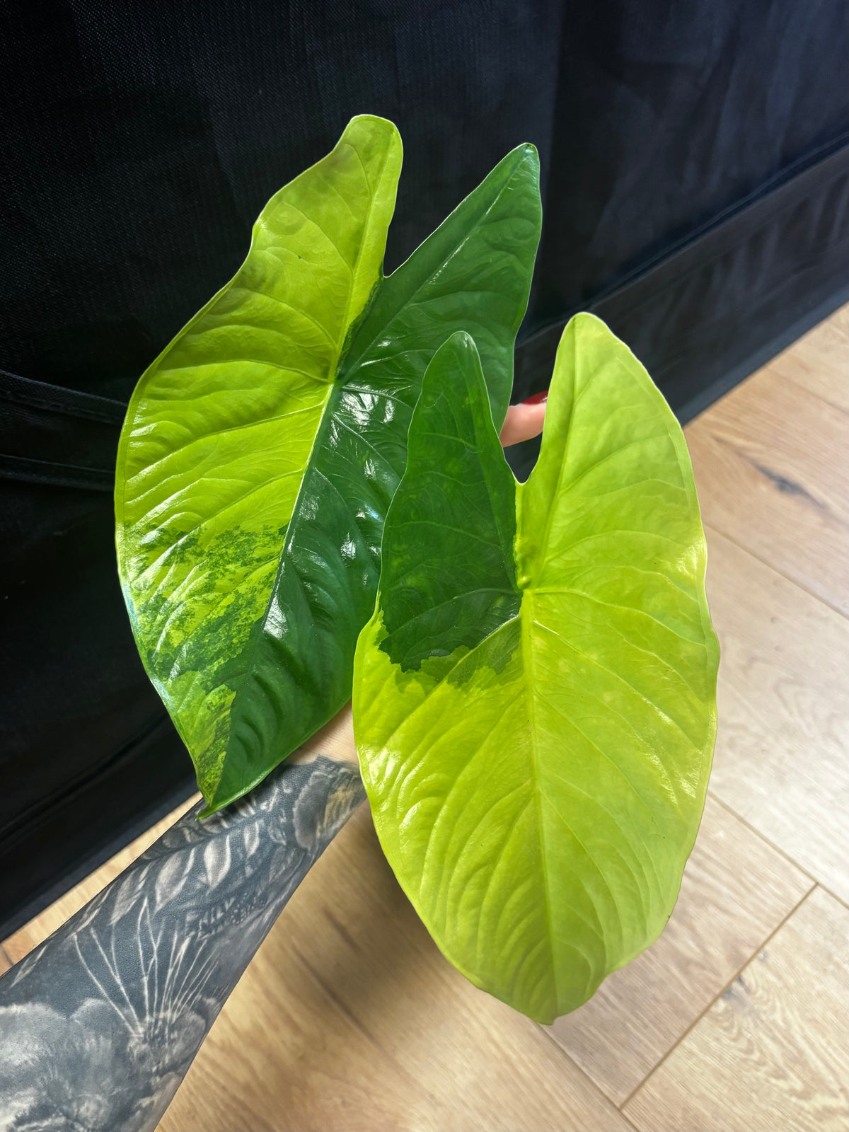 Alocasia Rhizom Fornicata Aurea