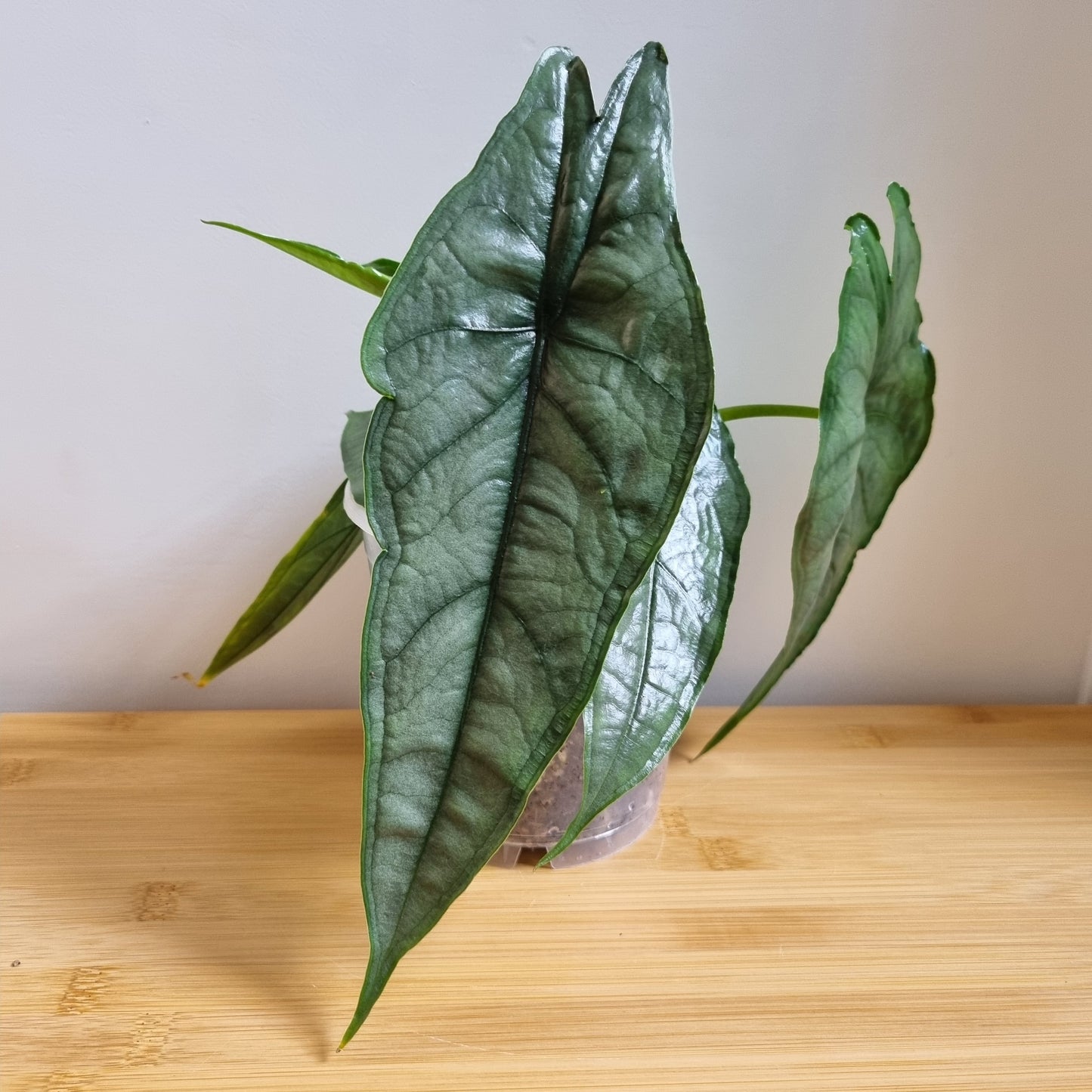 Rhizome d'Alocasia Souffle du Dragon