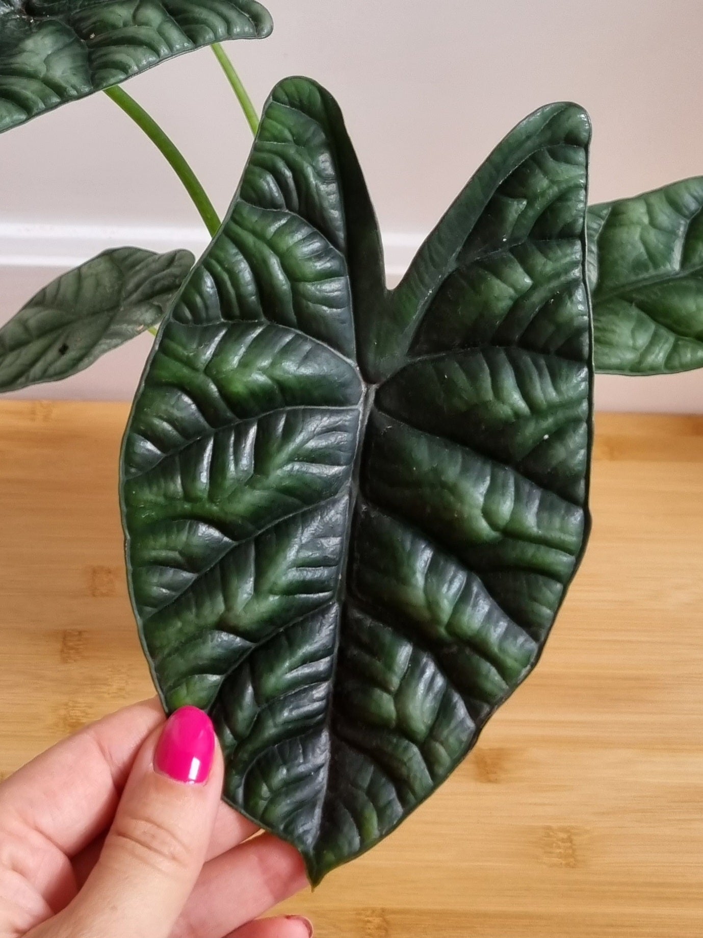 Alocasia Rhizom Sinuata