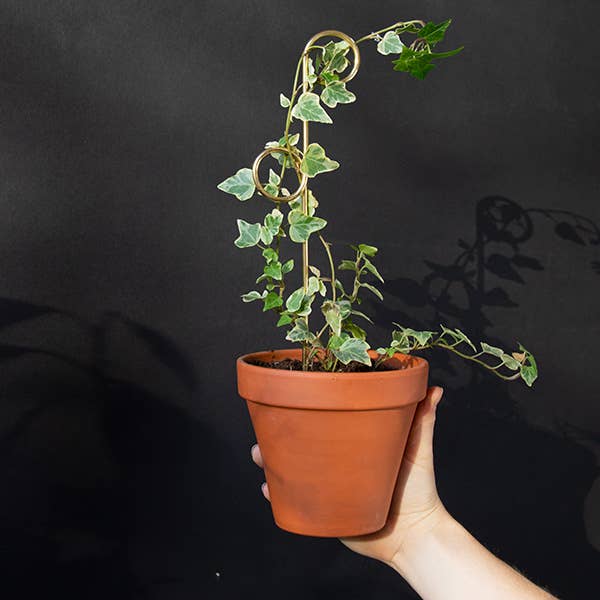 PERCH | Golden trellis
