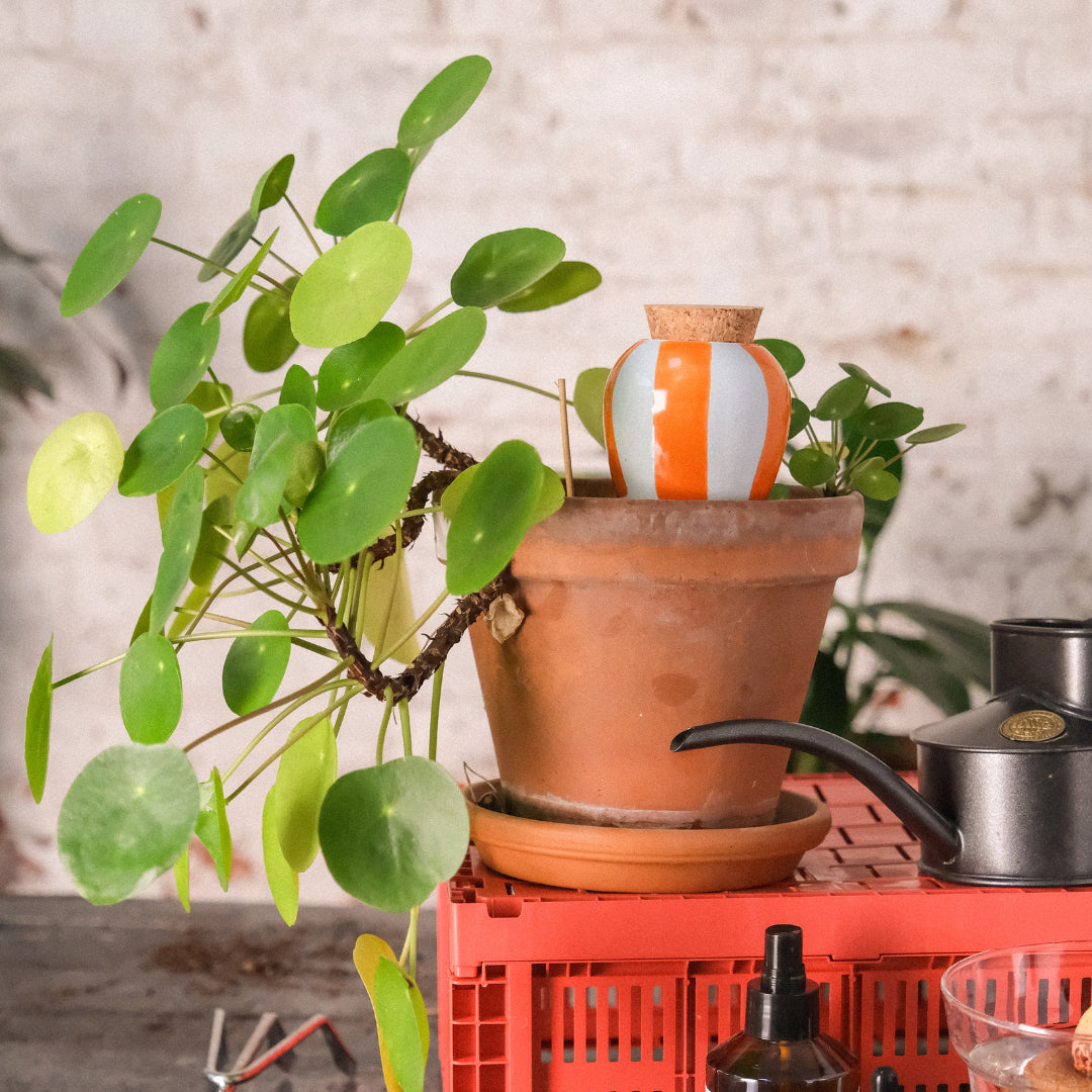 SOLINA | Olla Wasserspender