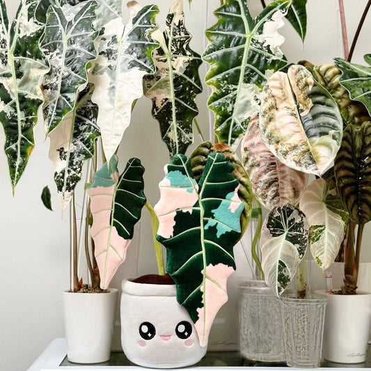 ALOCASIA AMAZONICA | Plante en peluche
