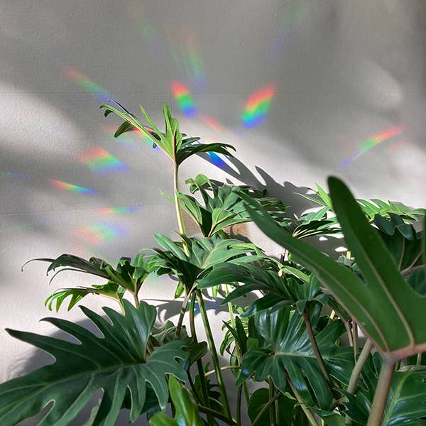 8 MINI WILDBLUMEN STICKER | Suncatcher Sticker für Regenbögen