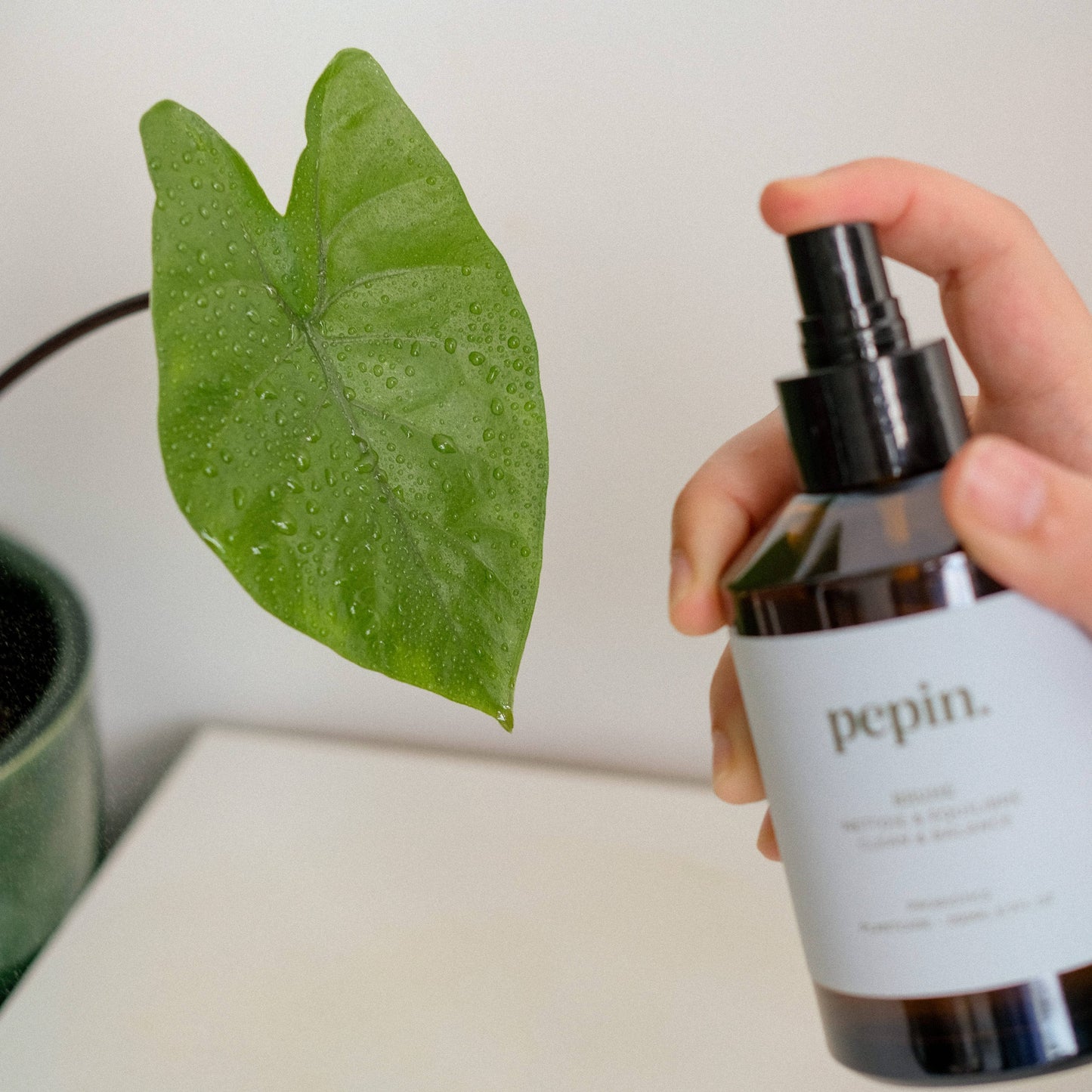 REINIGUNGSSPRAY BRUME | NATÜRLICHE BLATTREINIGUNG