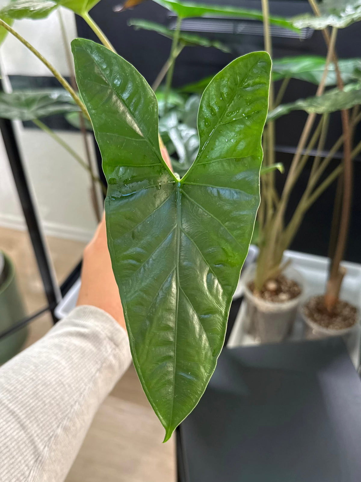 Alocasia Rhizom sp. Mendez