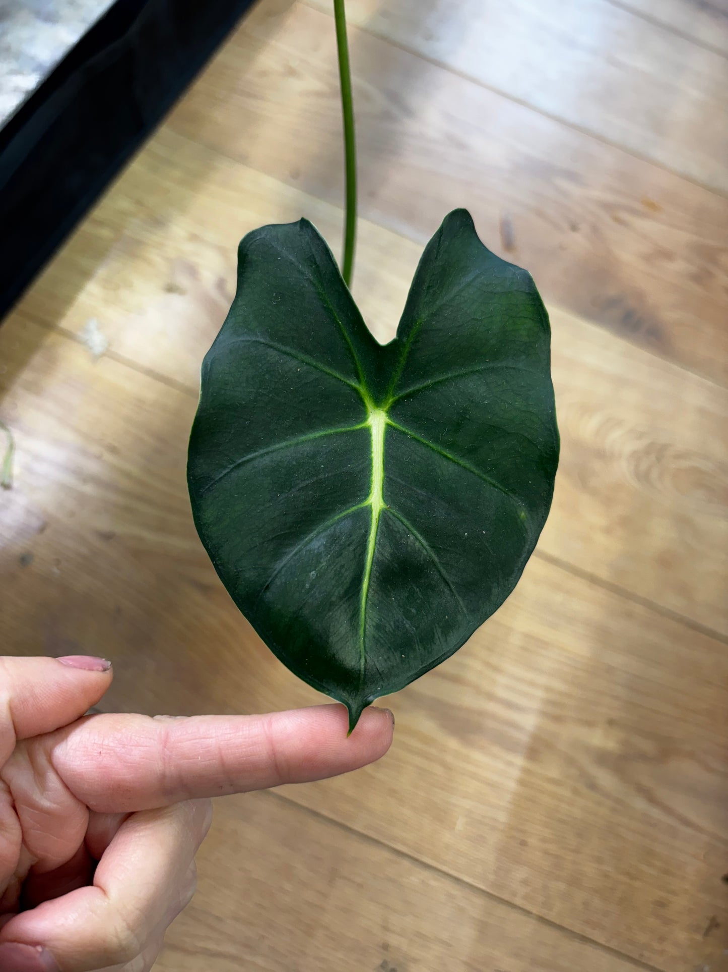 Alocasia Rhizom Dorayaki
