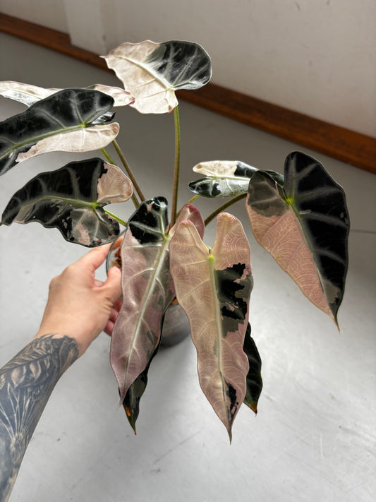 Alocasia Rhizom Bambino Pink