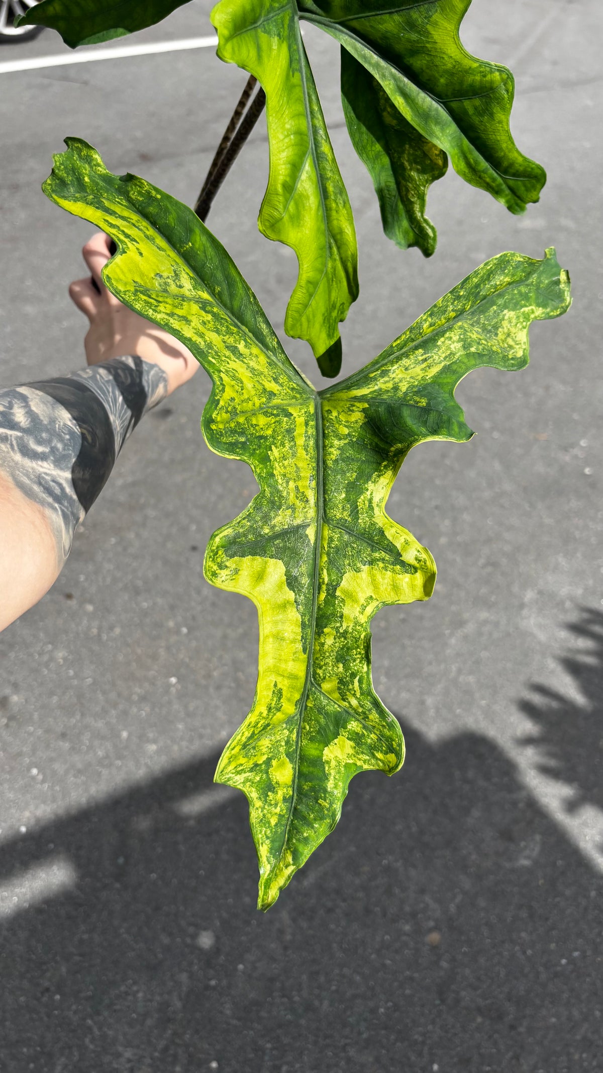 Alocasia Rhizom Sabrina Aurea