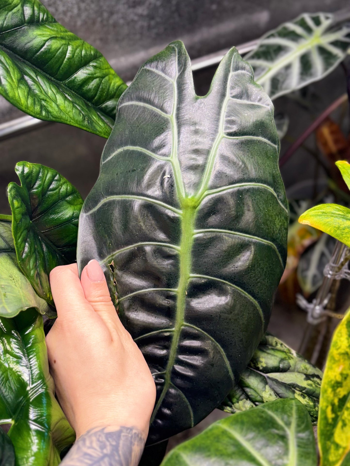 Rhizome d'Alocasia Sedenii