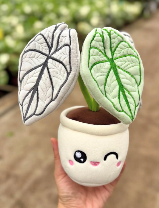 ALOCASIA SILVER DRAGON | Peluche végétale