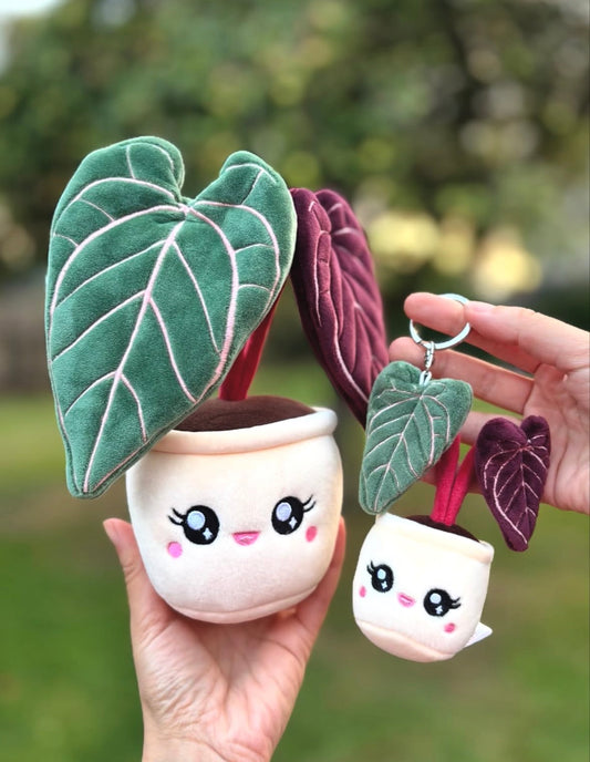 ANTHURIUM CRYSTALLINUM | Plante en peluche