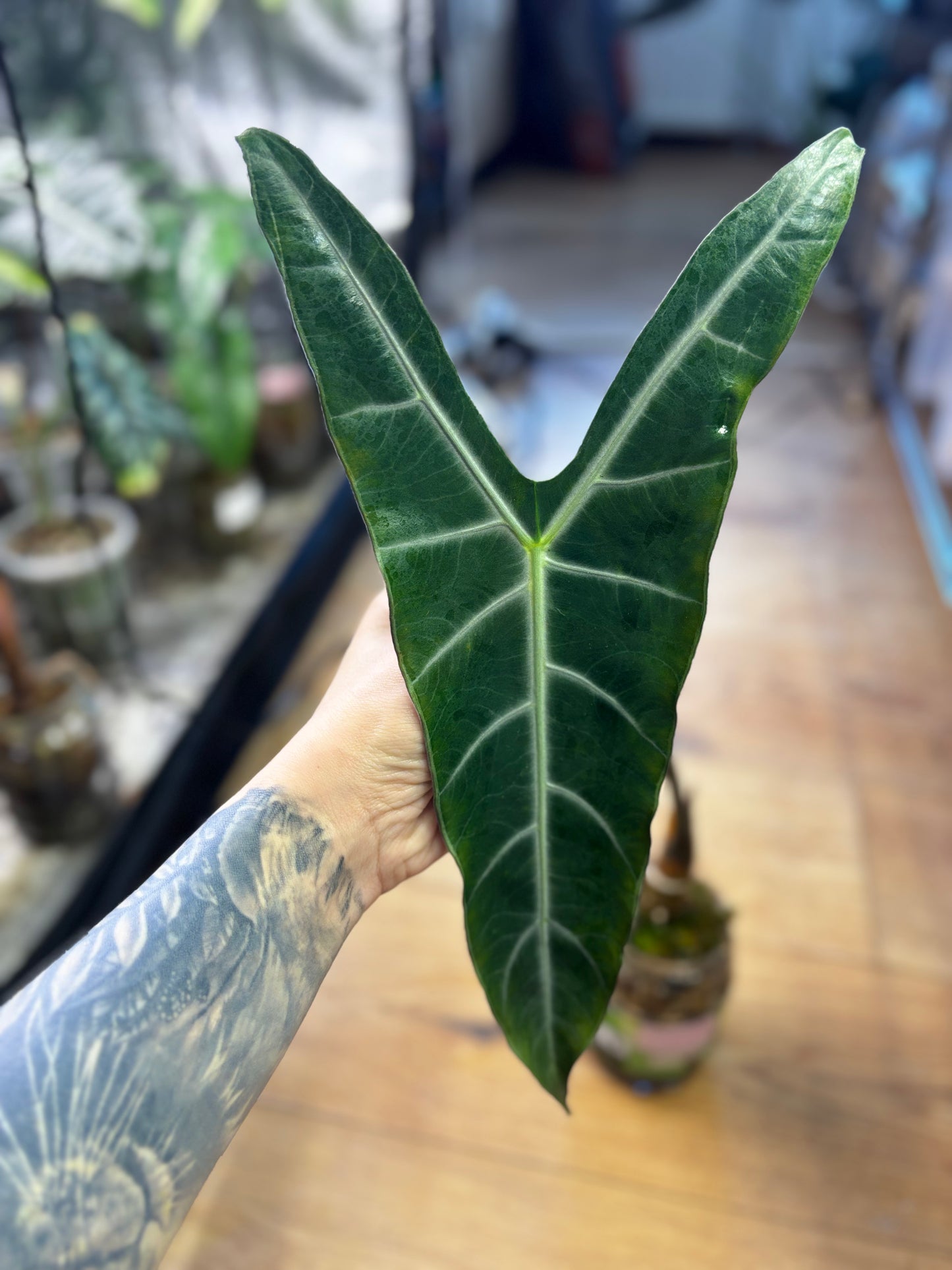 Alocasia Rhizom Longiloba NO ID