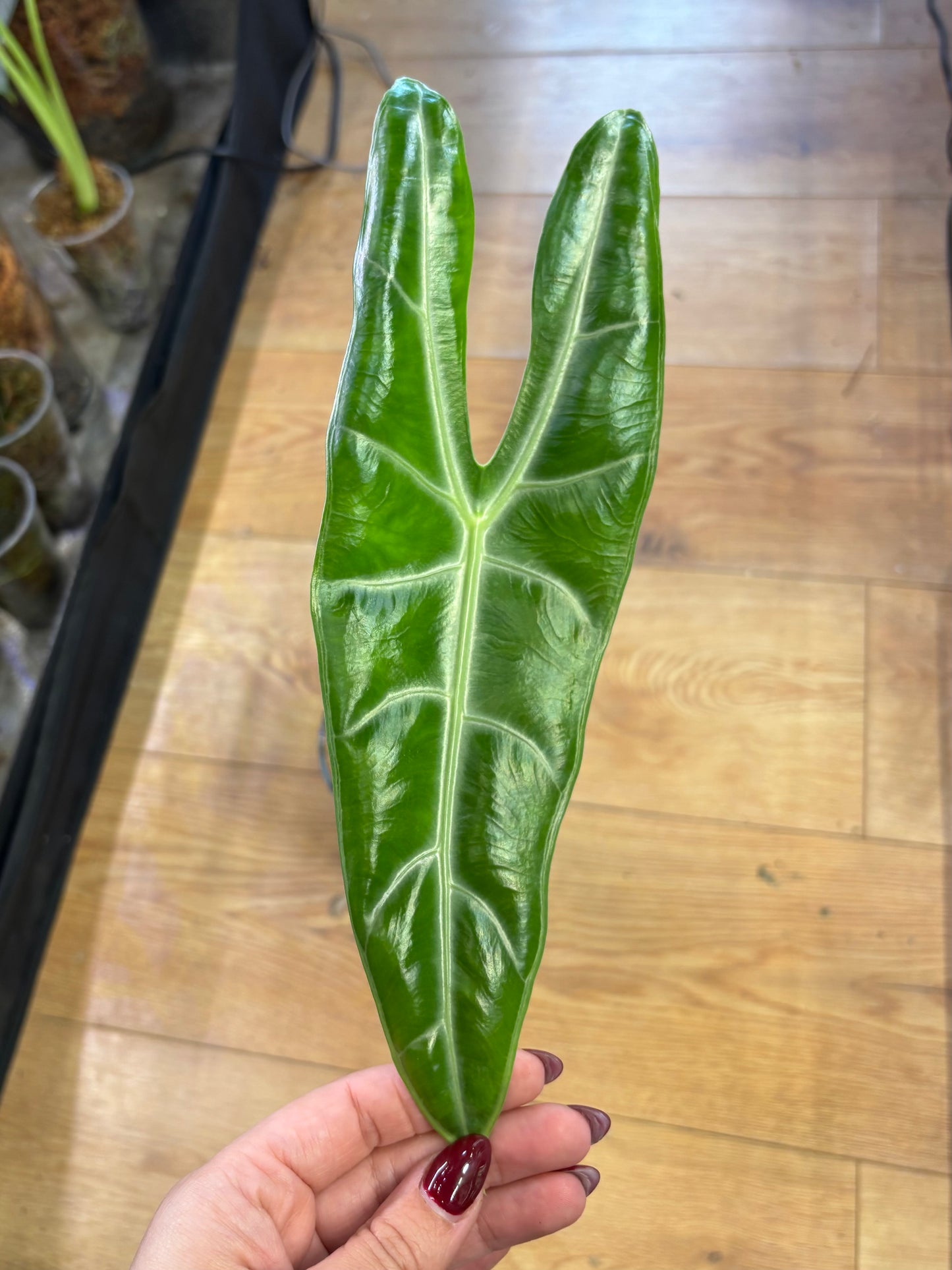 Alocasia Rhizom sp Golden