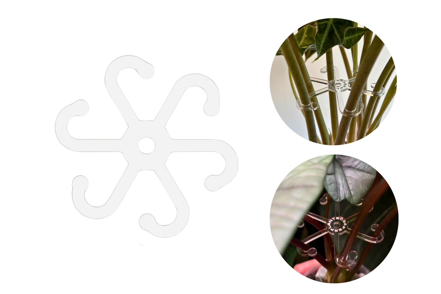 ALOCASIA KRAKE | SUPPORT FOR LEAF STEM