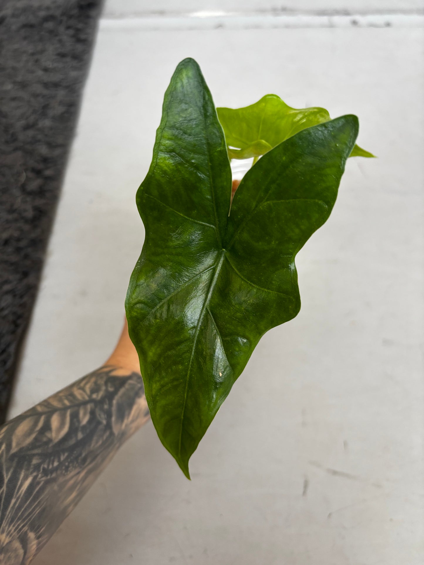 Alocasia Nycteris Batwing