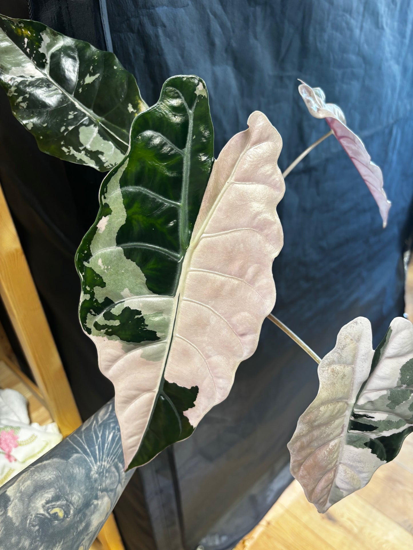 Alocasia Rhizom Chantrieri Pink