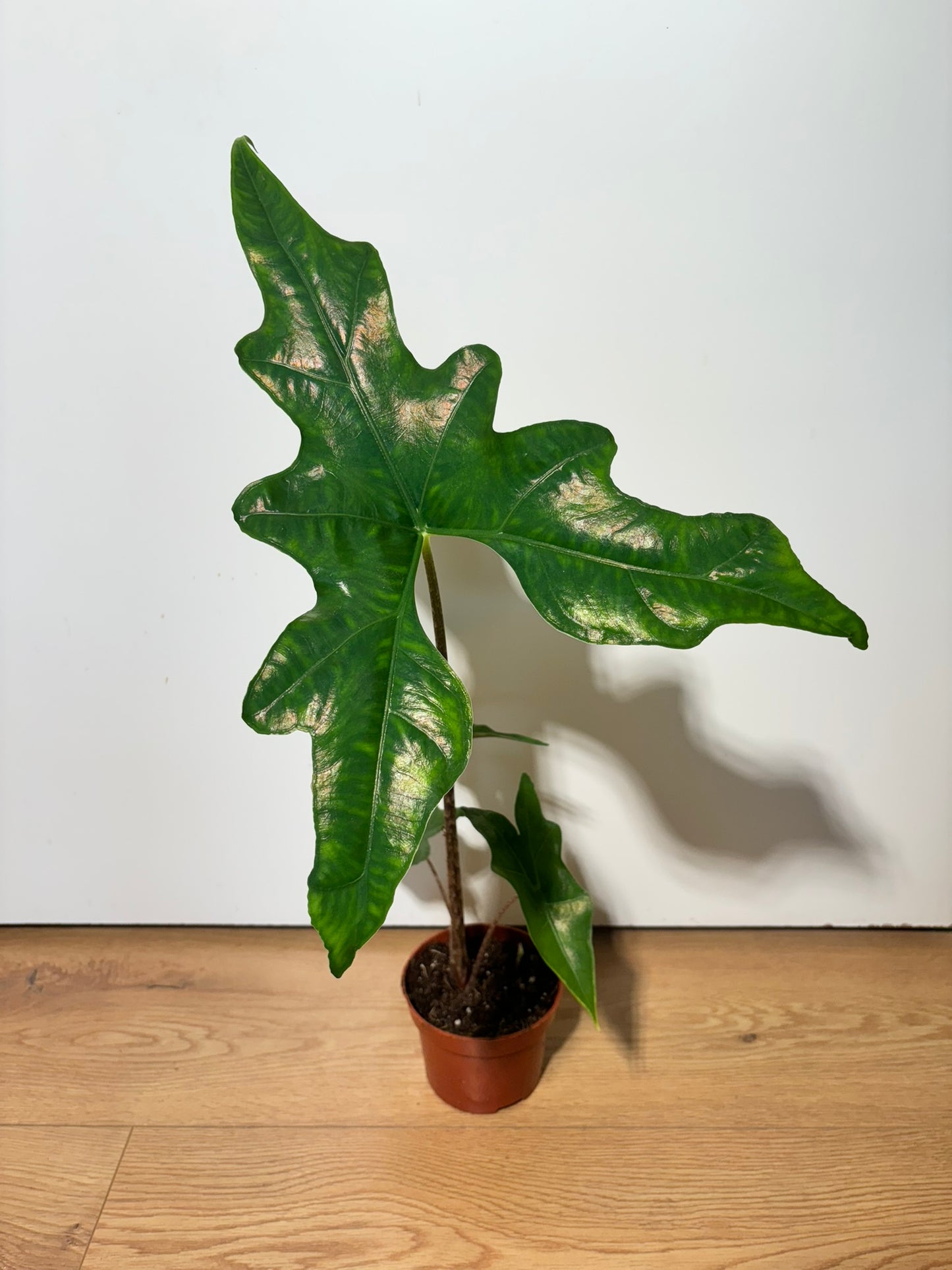 Rhizome d'Alocasia Nycteris Batwing