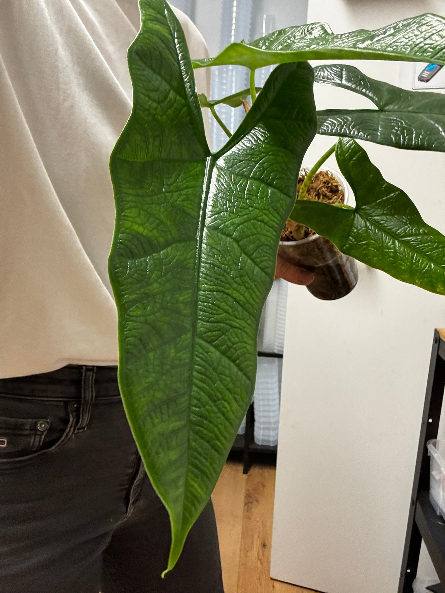 Alocasia Rhizom Sulawesi Green Carpet