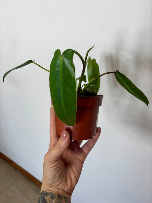 Philodendron Spiritus Sancti #2