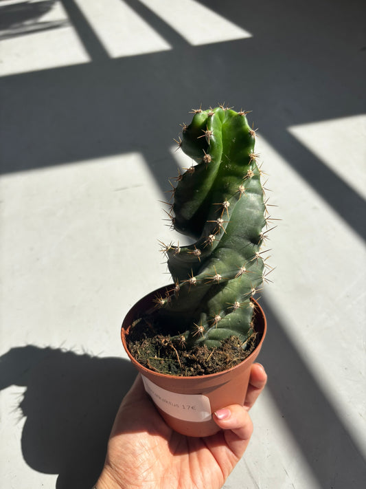 Cereus Forbesii Spiralis | Spiralkaktus