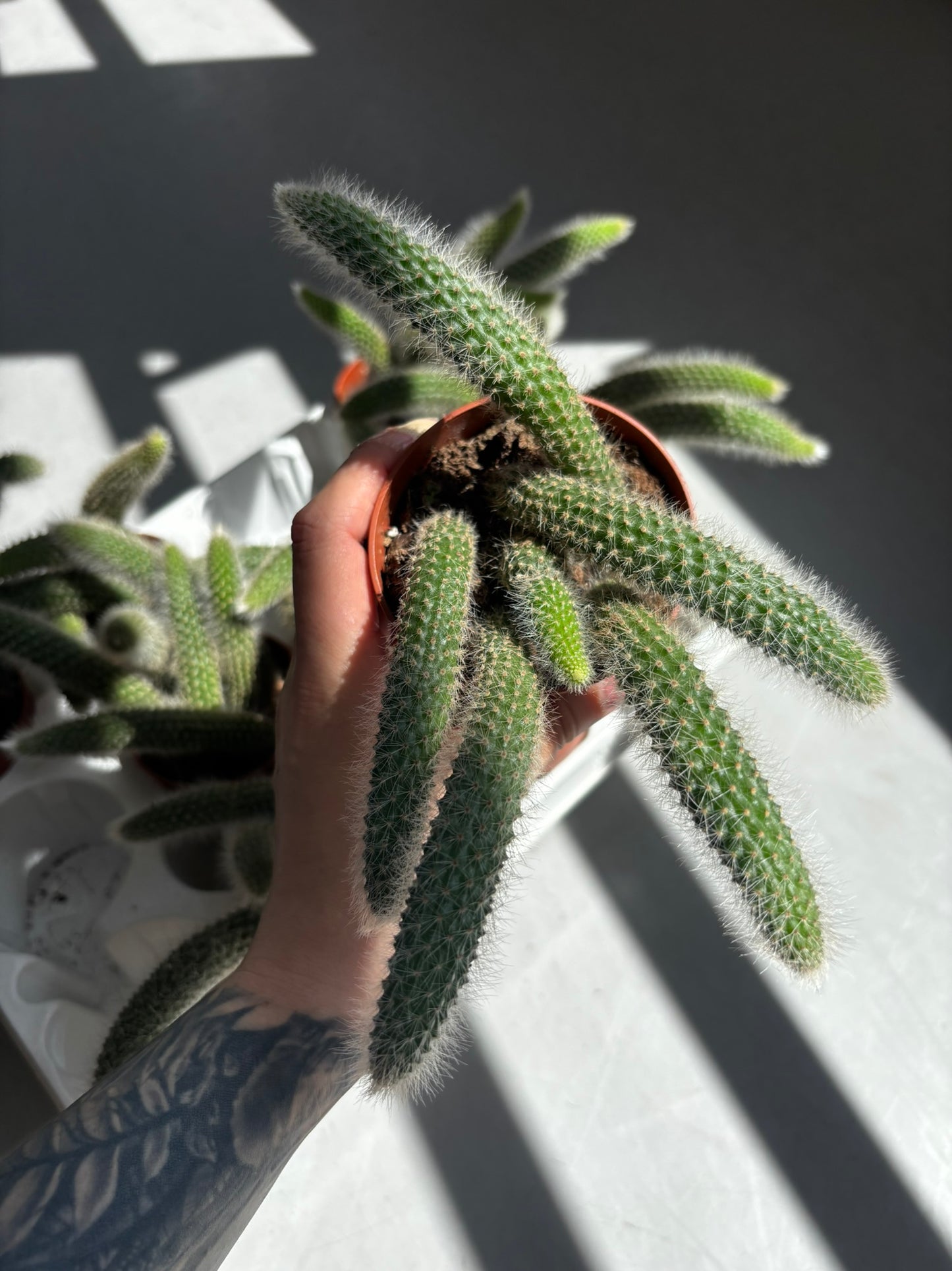 Monkey Tail Kaktus | Affenschwanzkaktus