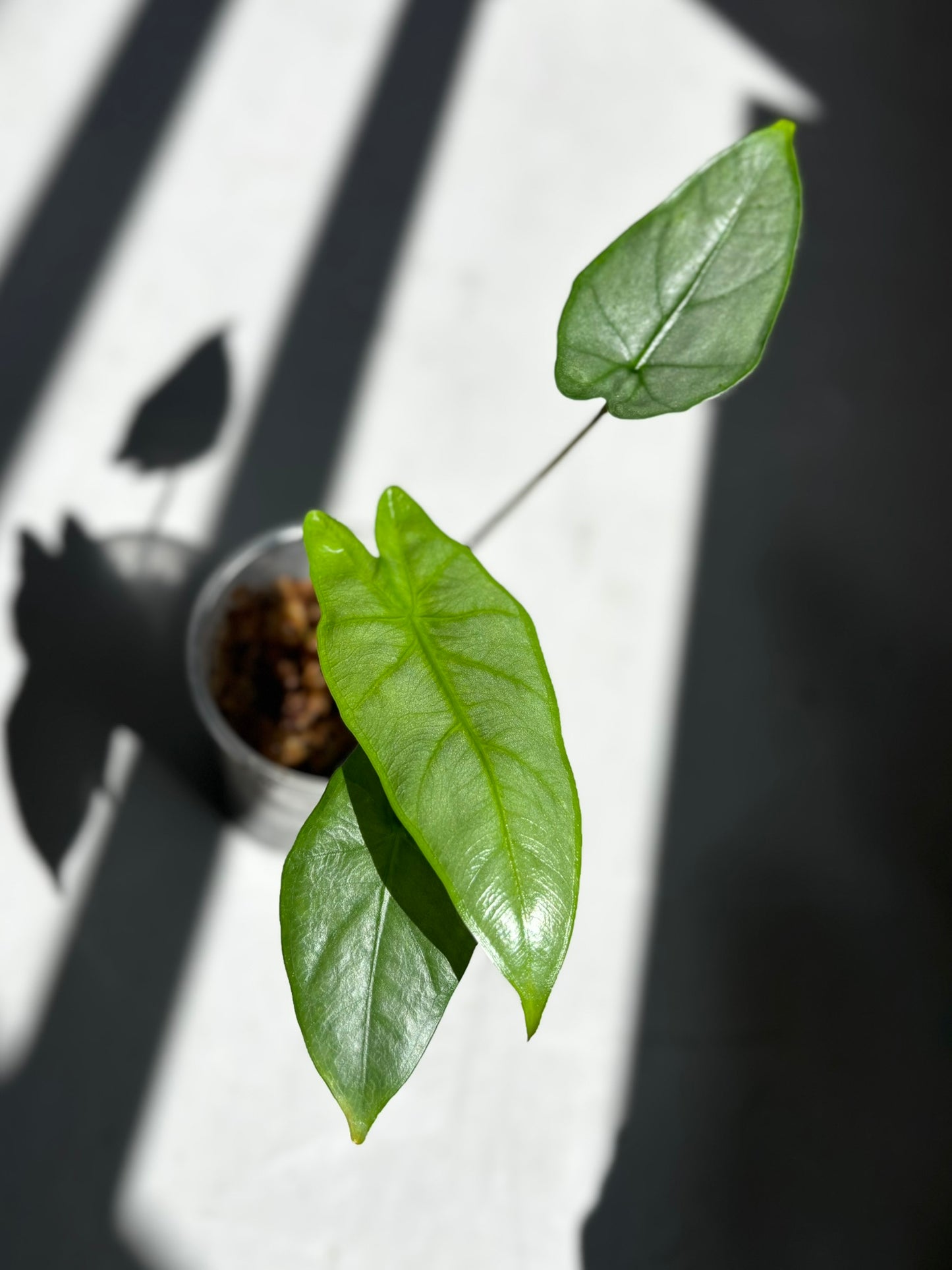 Alocasia Heterophylla Corazon