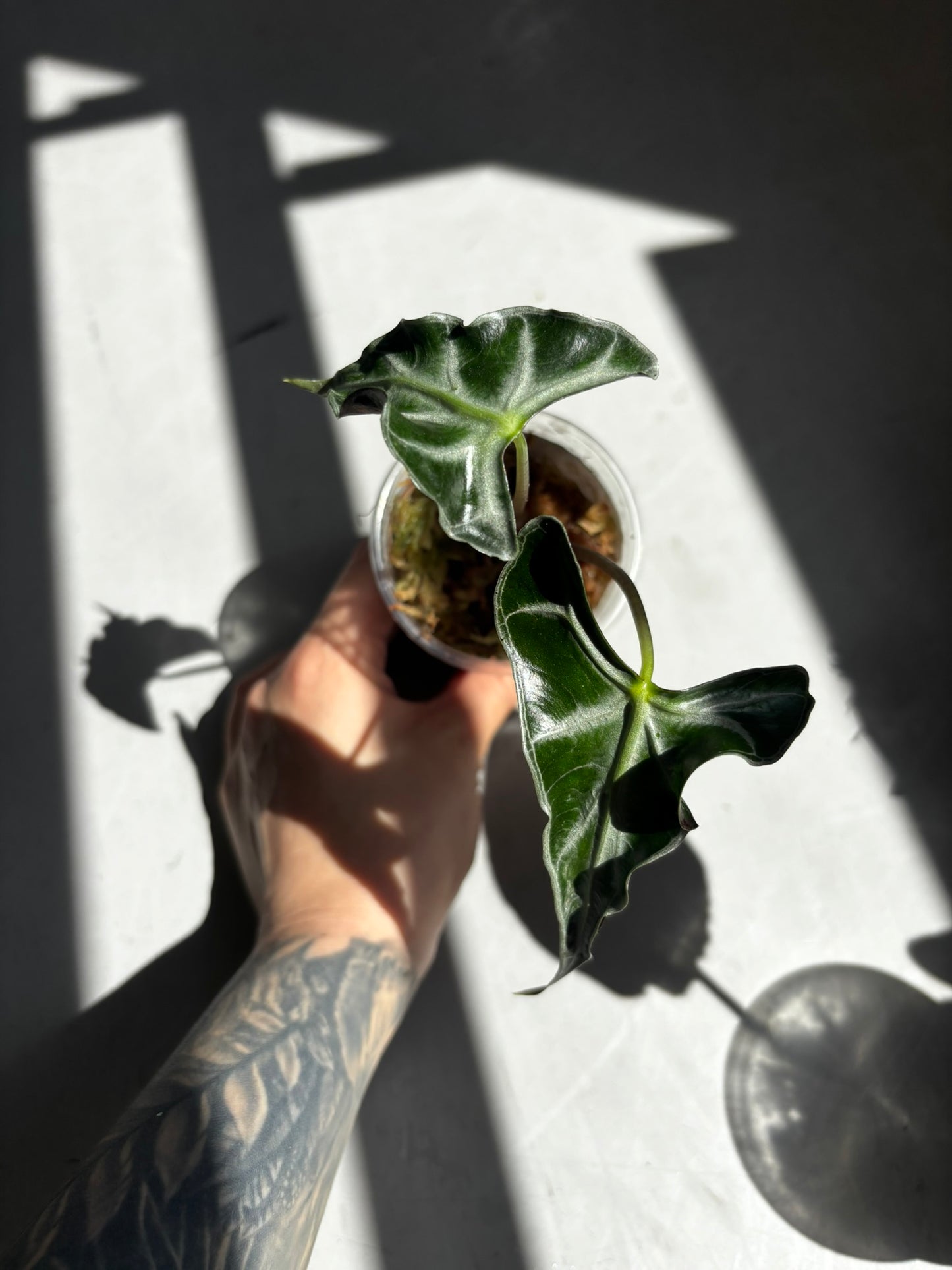 Alocasia Loco