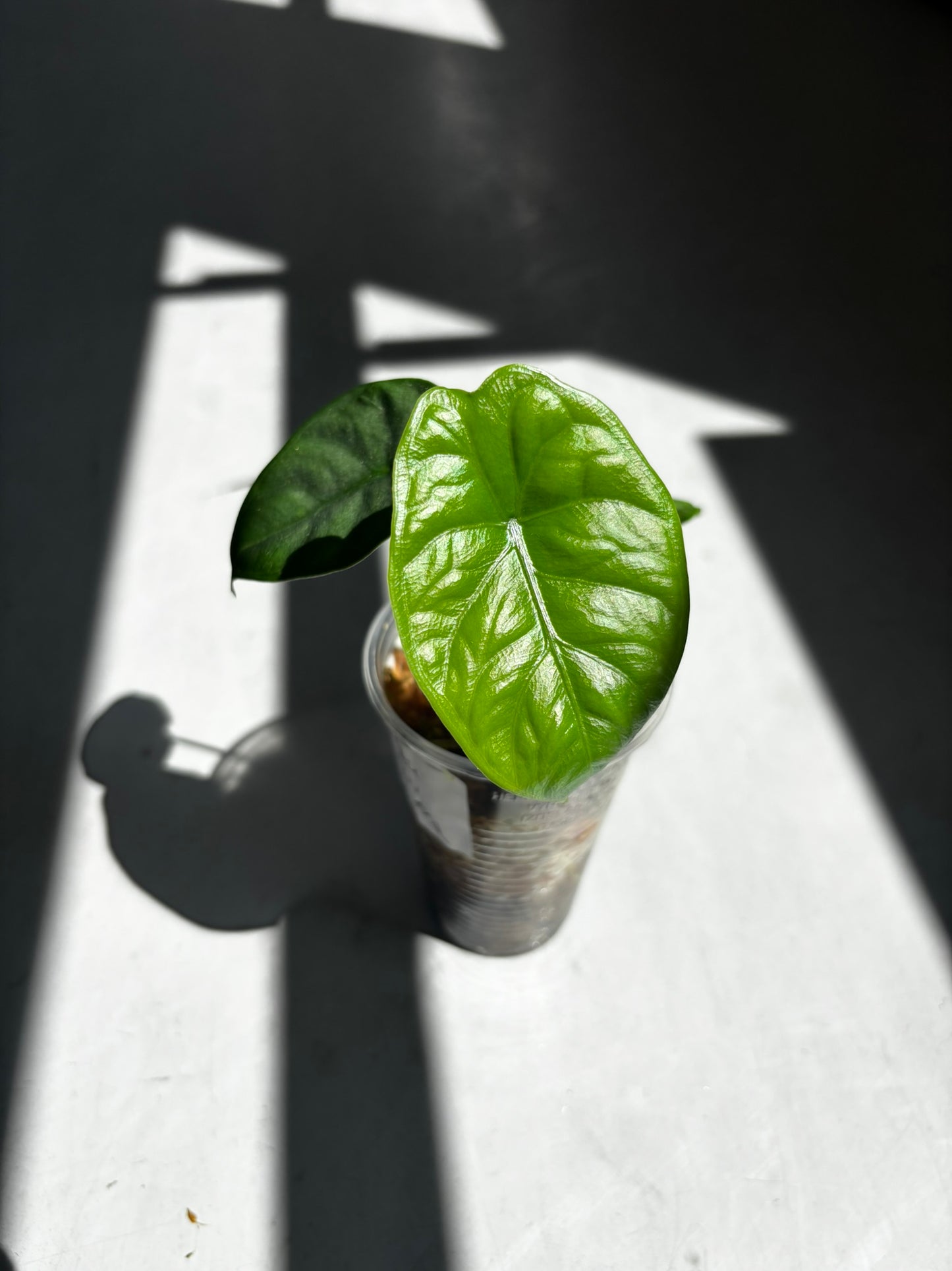 Alocasia Puncak Borneensis