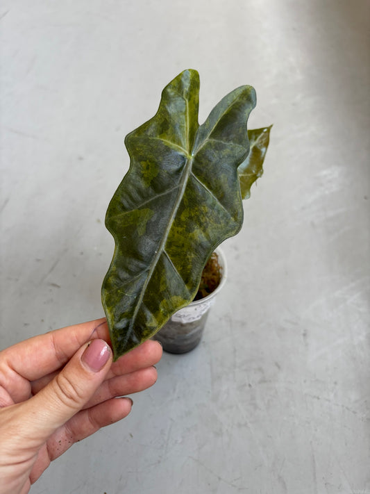 Alocasia Pseudo Sanderiana Pink/Aurea