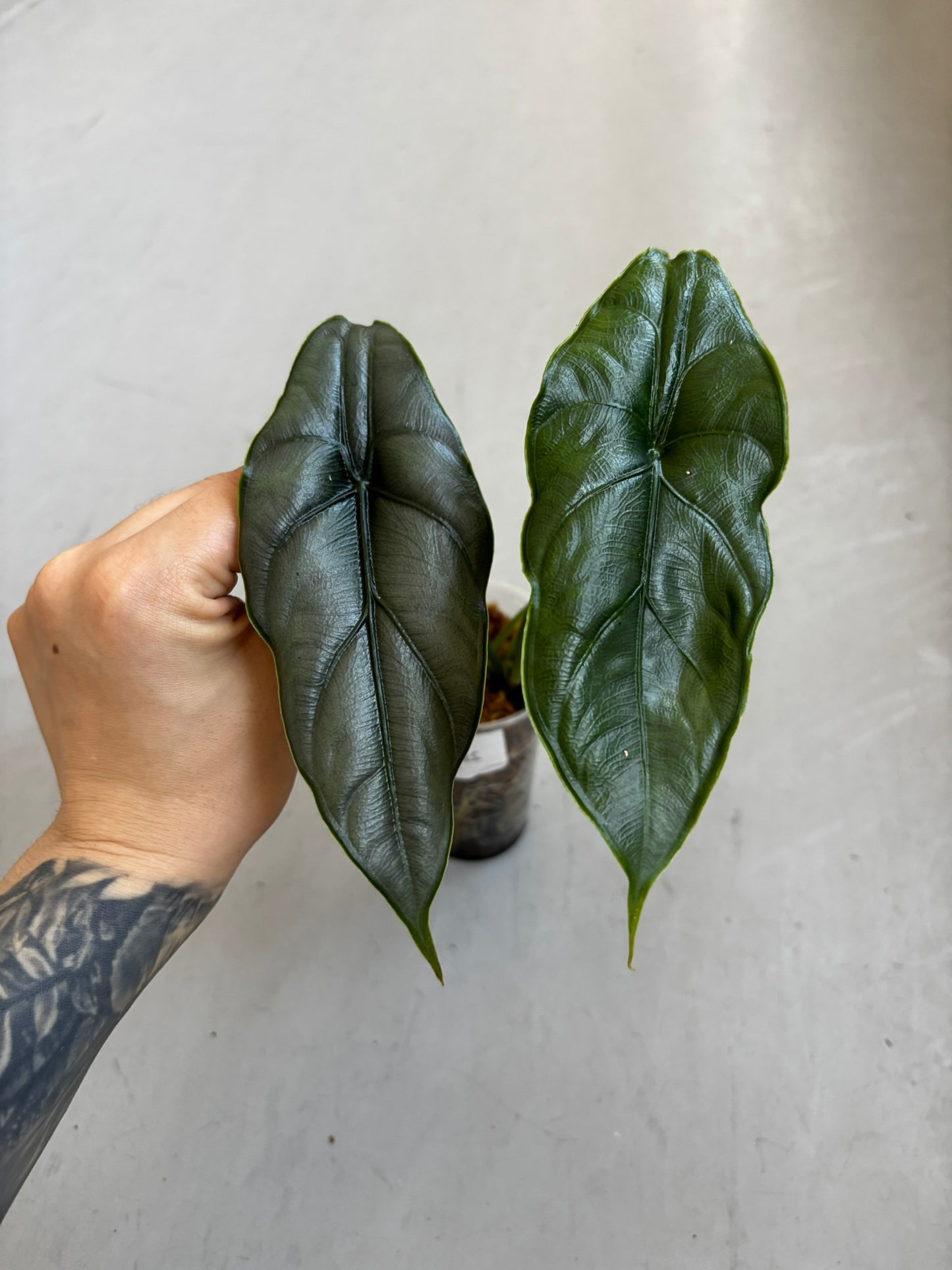 Alocasia Puncak Borneensis Silver