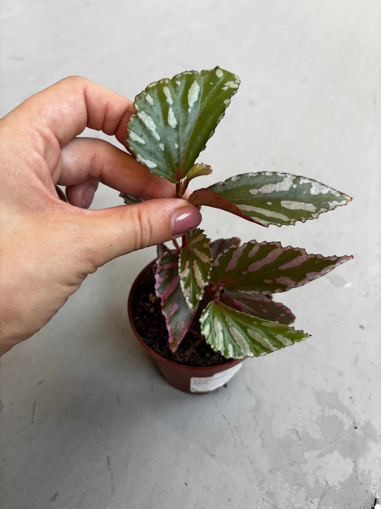 Begonia Jalau