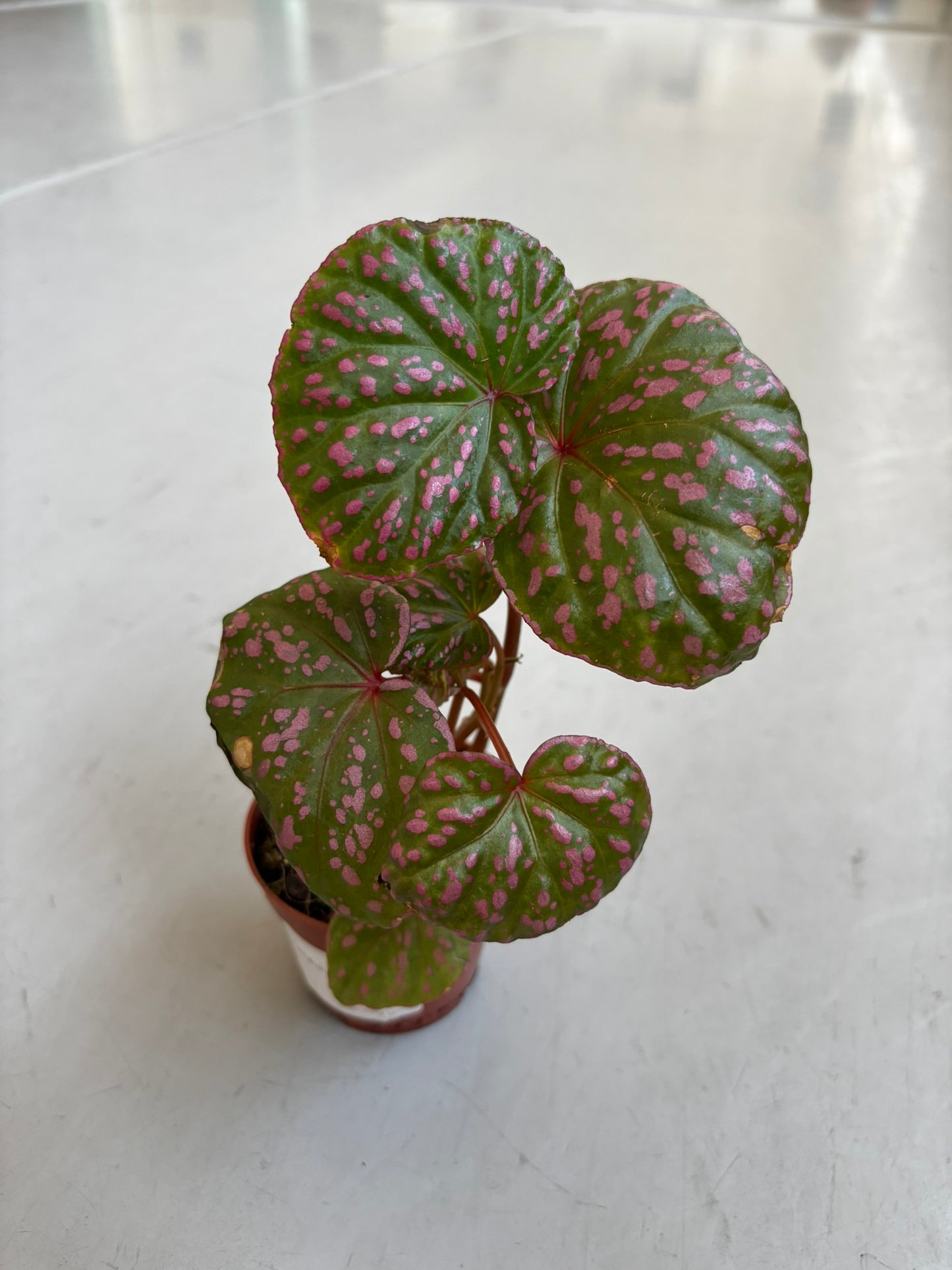 Begonia Muara Wahau