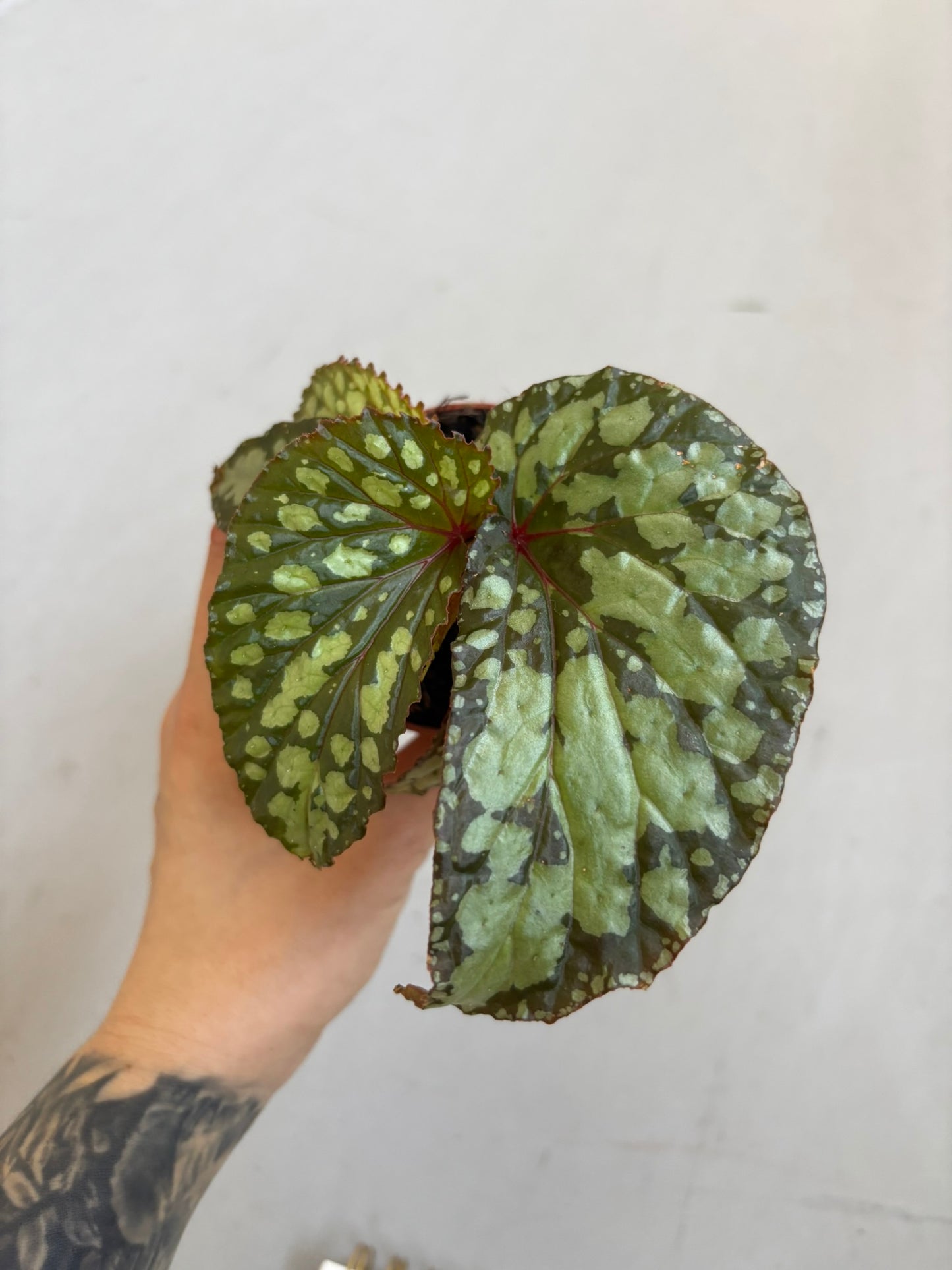 Begonia Lucifer