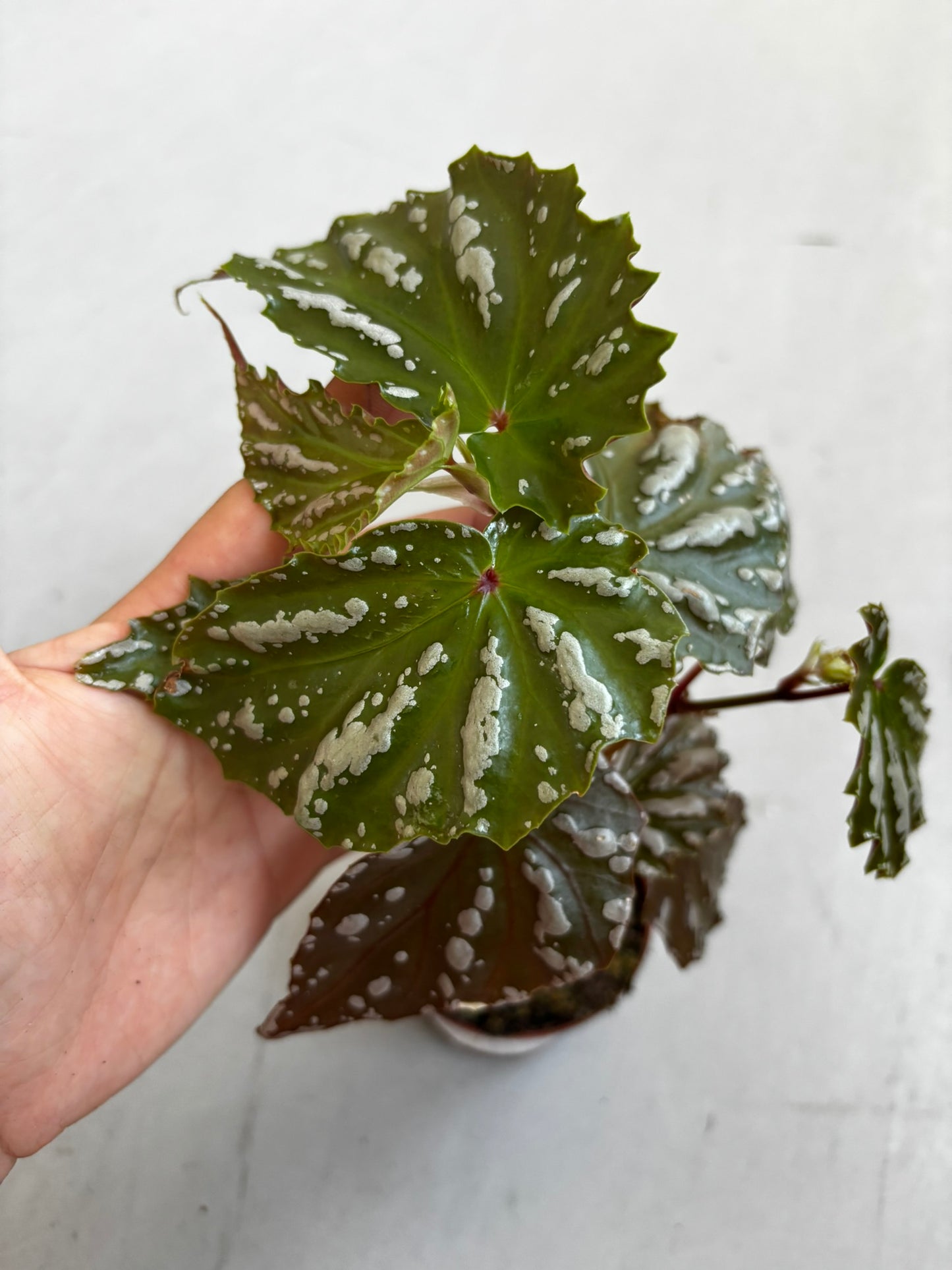 Begonia sp Sumatra