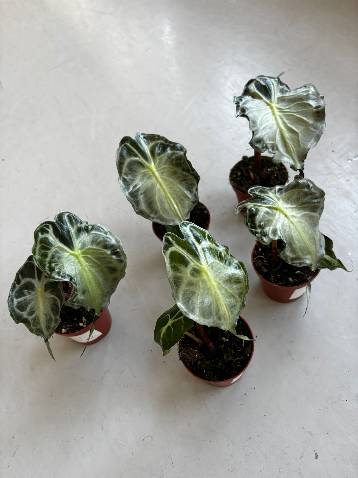 Alocasia Venom