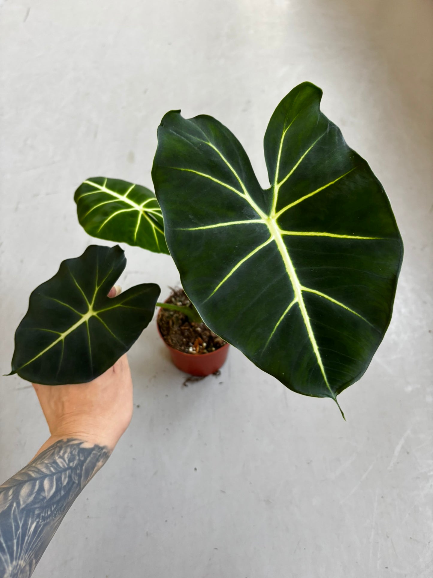 Alocasia Dorayaki