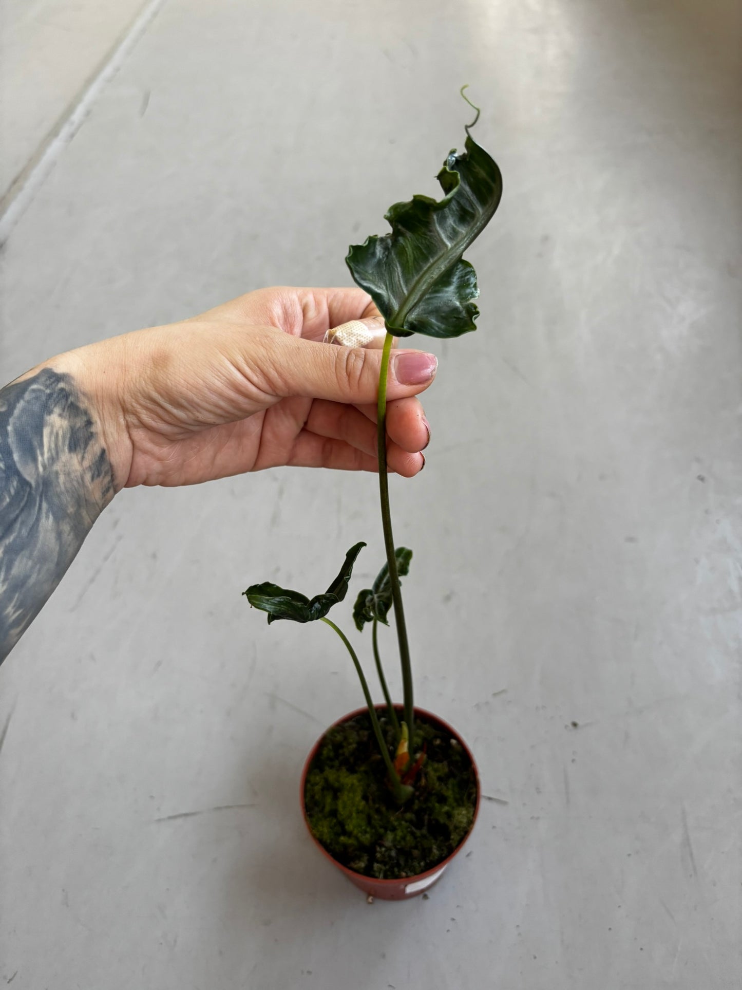 Alocasia Teletubbies