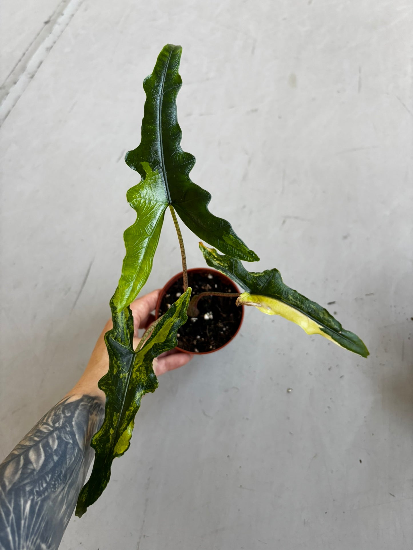 Alocasia Sabrina Aurea