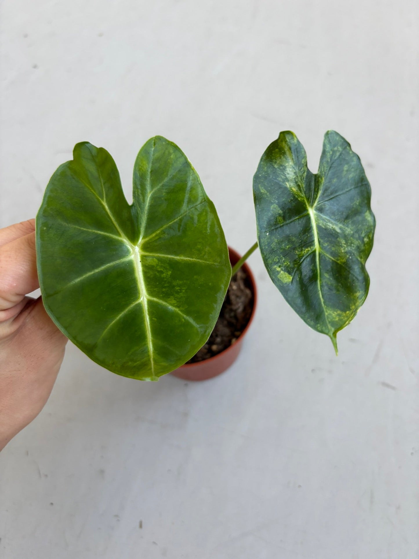 Alocasia Dorayaki Aurea