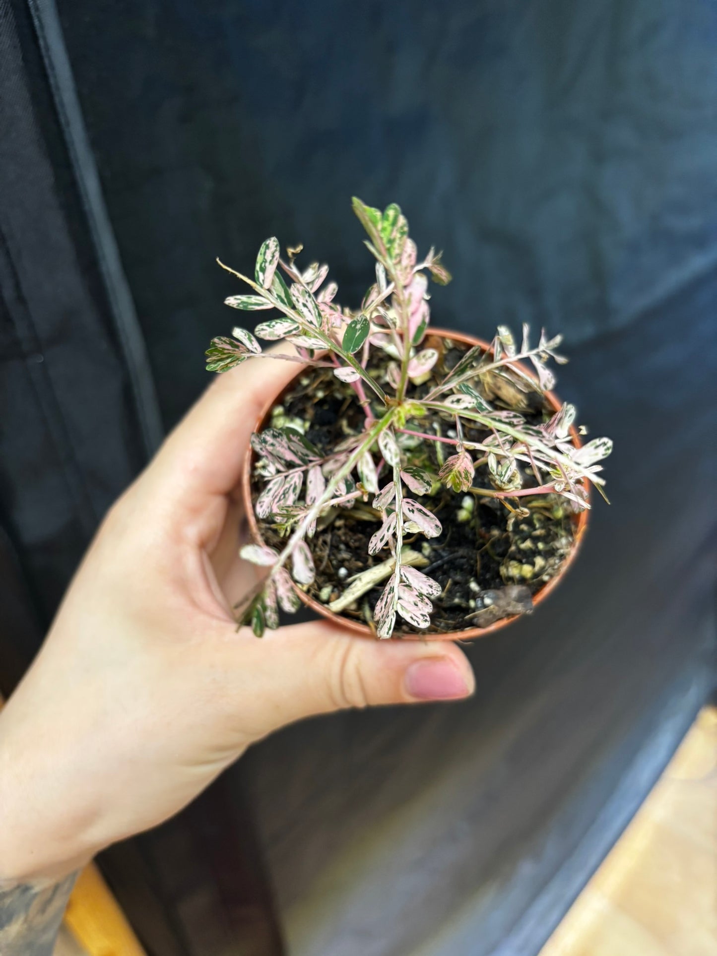 Phyllanthus Urinaria Pink Variegata