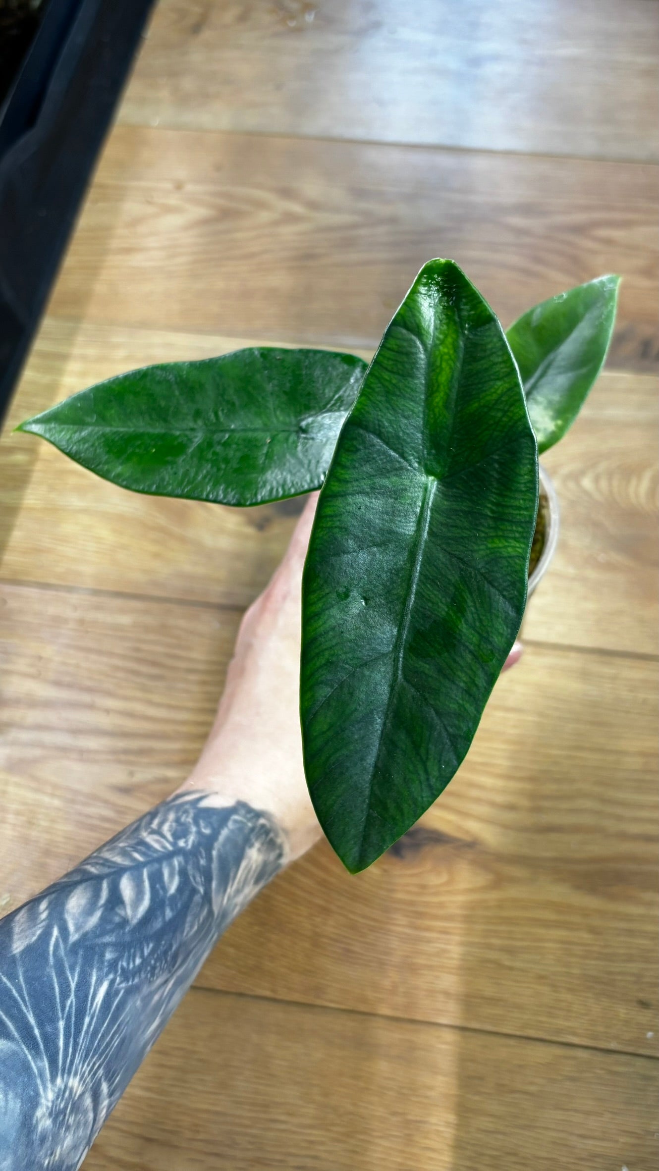 Alocasia Rhizome Dorayaki Aurea