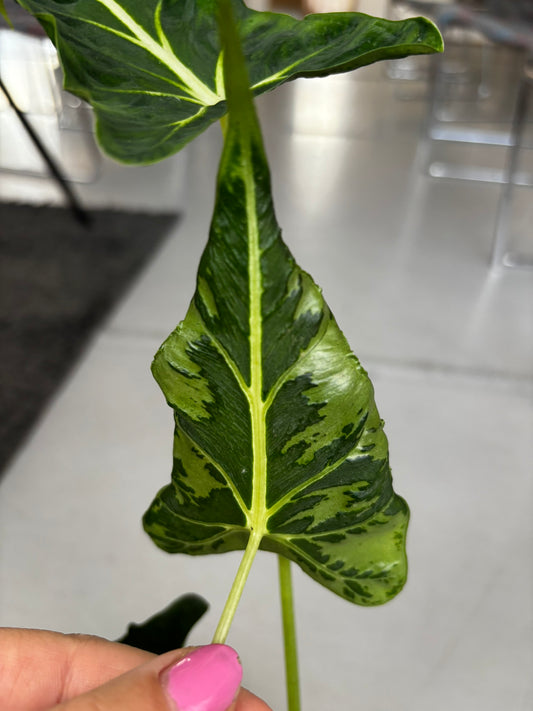 Alocasia Rhizom Frydek Tattoo
