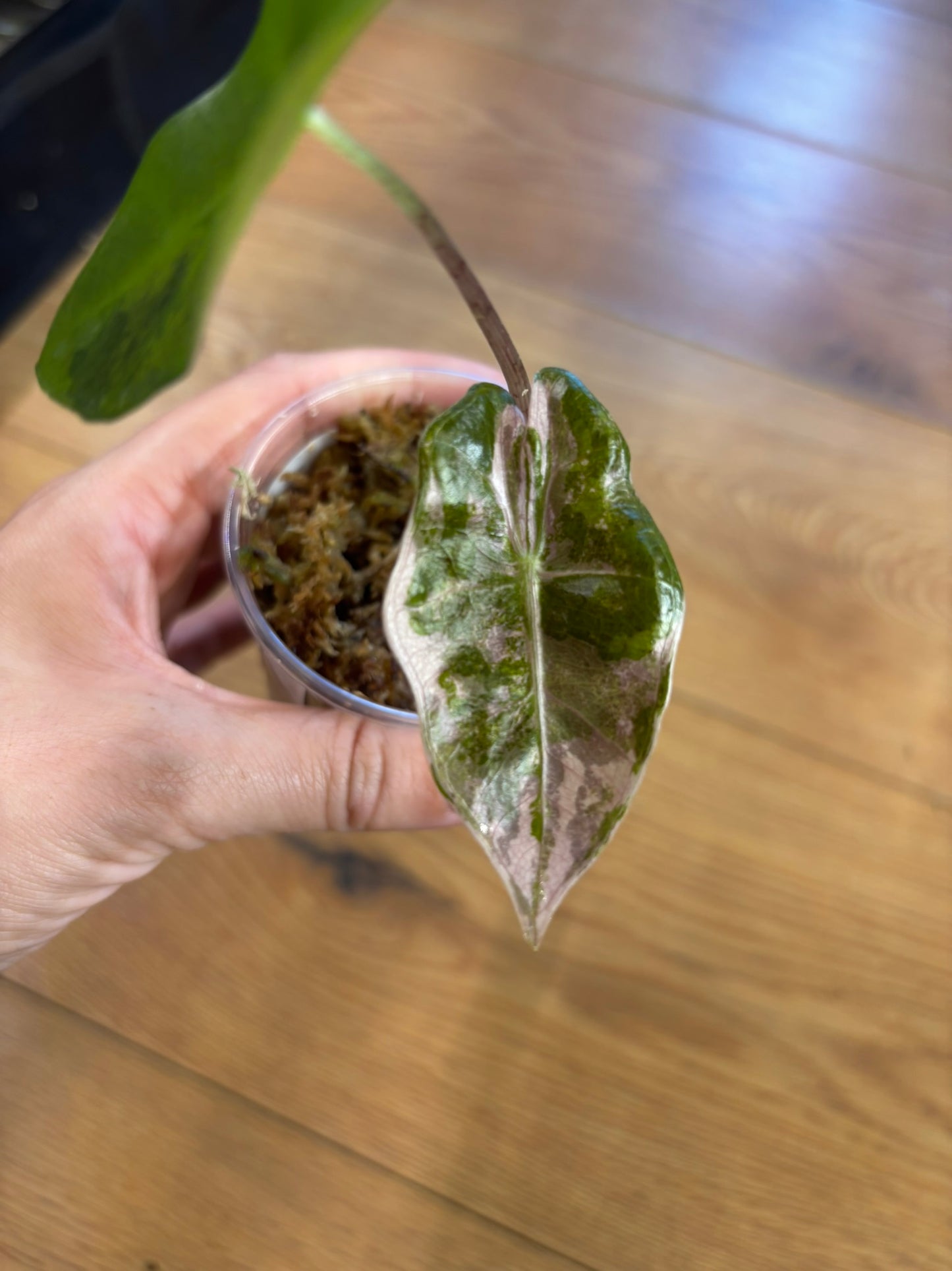 Alocasia Pseudo Sanderiana Pink/Aurea Babypflanze
