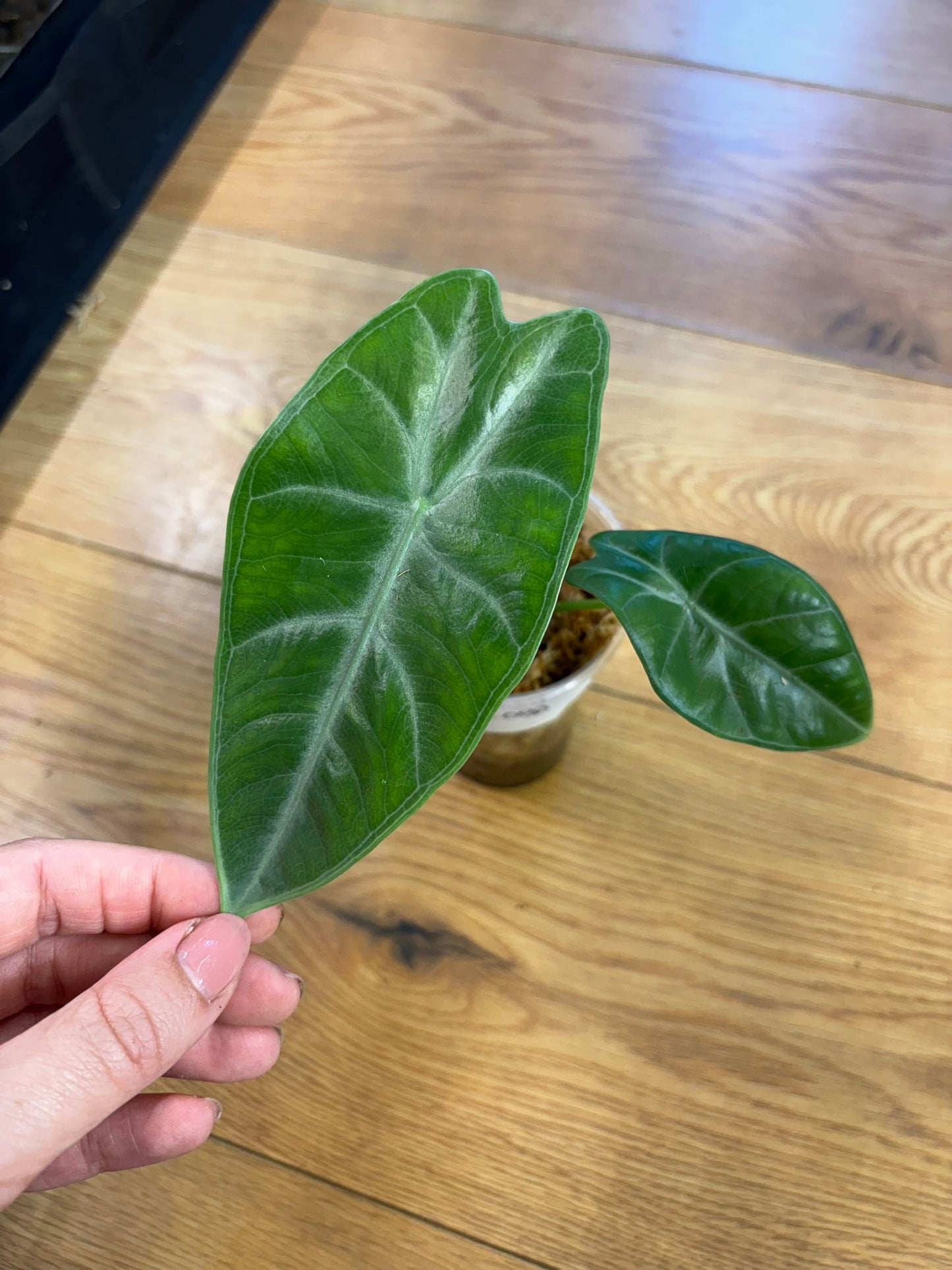 Alocasia Silver Siloba