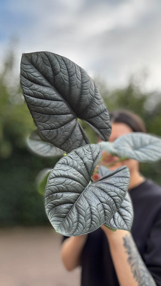 Alocasia Rhizom Silver Streak