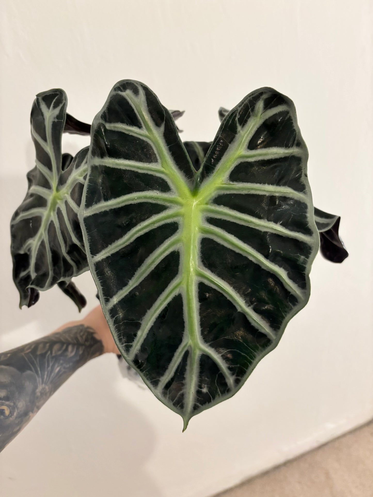 Alocasia Rhizome Zebrina Black Stem Aurea