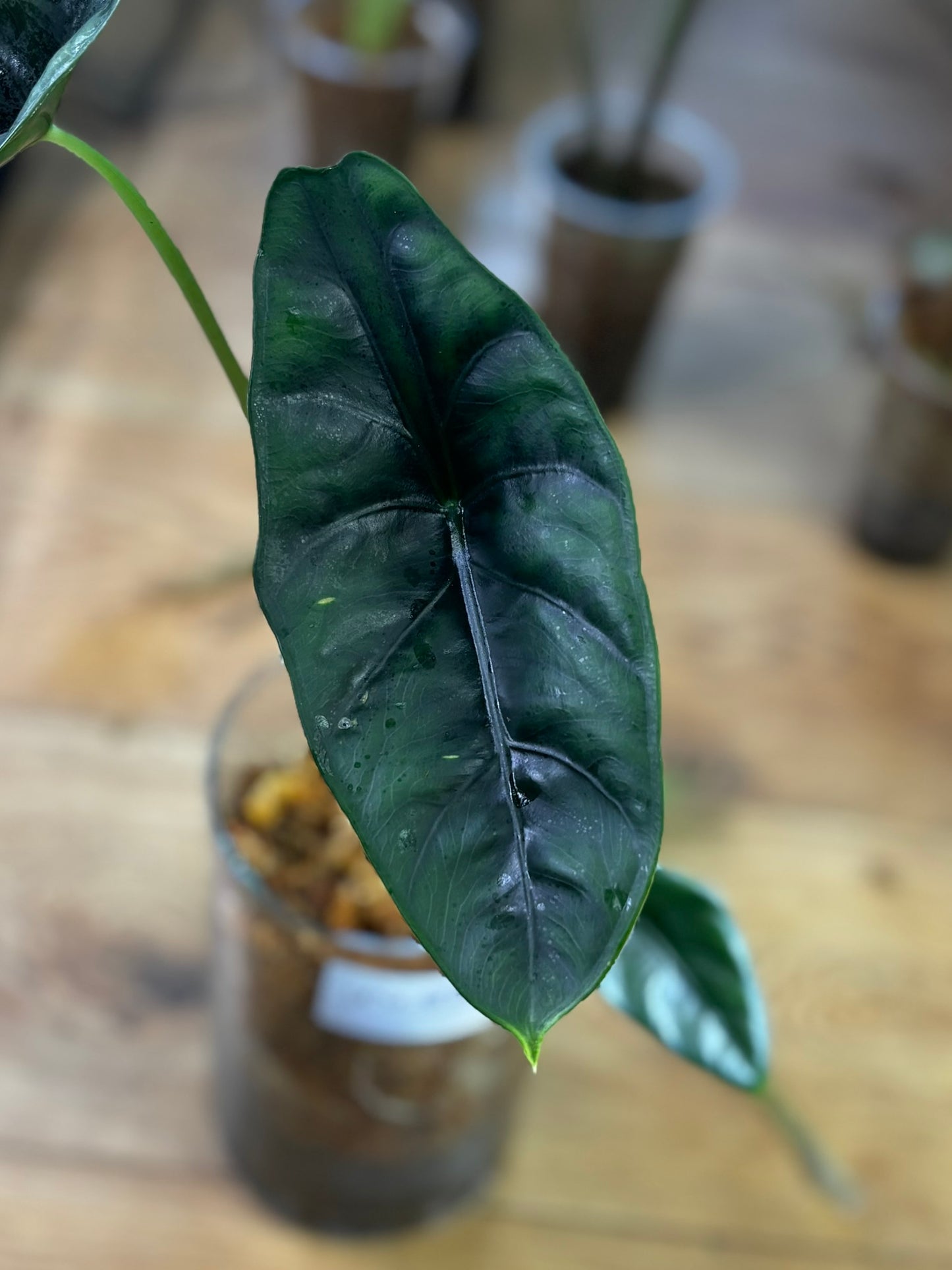 Alocasia Rhizom Venusta