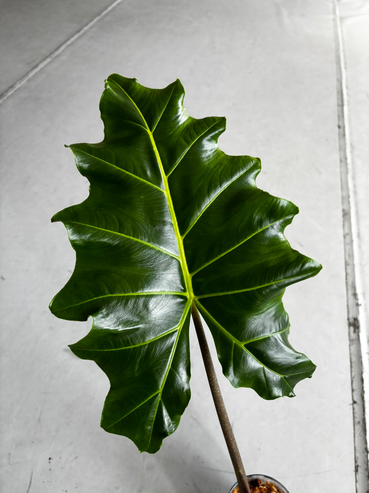 Alocasia Rhizome Dorayaki Aurea