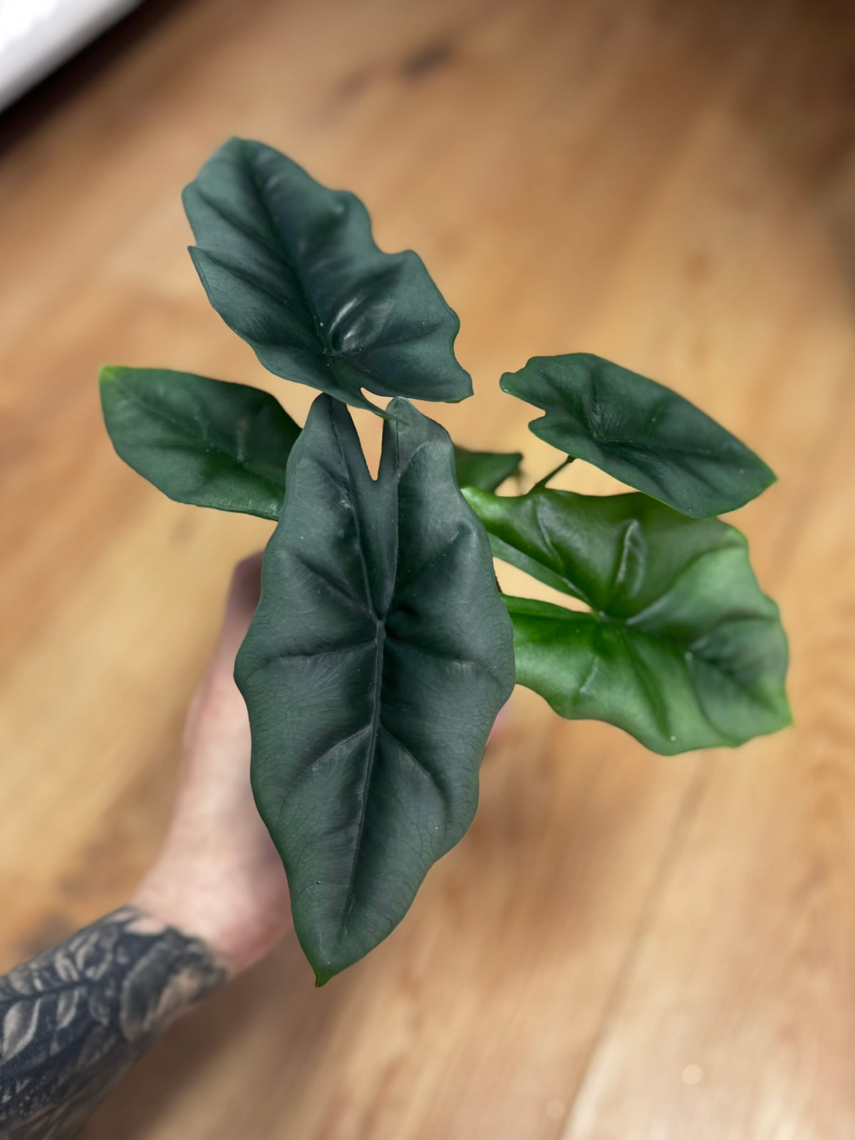 Alocasia Rhizom Reversa Wildform